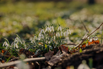 Snowdrop or common snowdrop (Galanthus nivalis) flowers