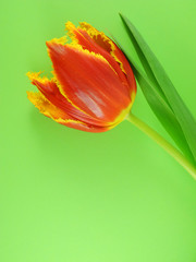 Red-yellow blooming terry tulip on green background top view with copy space for greeting card