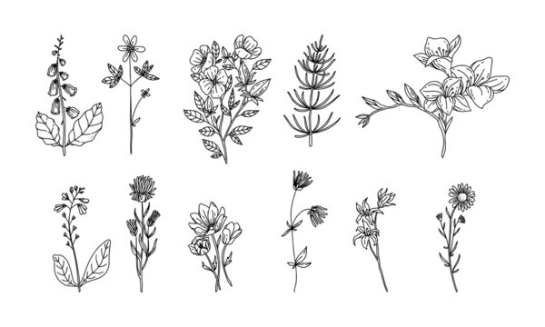 set of flower lineart for wedding and vintage decoration, floral illustration vector	