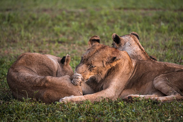 Closeup of lion grooming paws