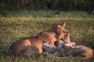 Two lions wrestling with one open mouth growling