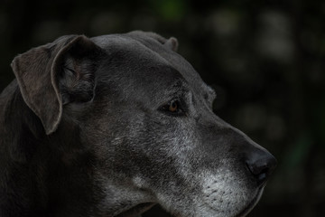 Naklejka premium Perfil cachorro cinza dogue alemão great danne