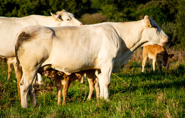 A cow breast feeding a veal in a meadow of Cantabria