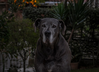 Retrato de bonito cachorro cinza dogue alemão great danne