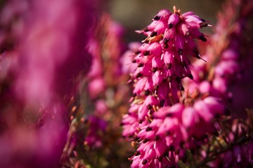 Pink heather