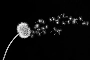 Foto op Plexiglas Dandelion Head Releasing Seeds Into The Wind © Chris