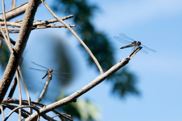 Wandering Glider Dragonfly Fall Migration 