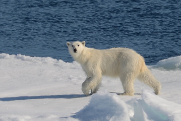 Obraz na płótnie Canvas Polar bear patrolling his ever diminishing ice cap as climate change advances