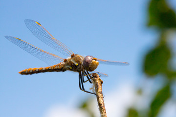 Wandering Glider Dragonfly Fall Migration 