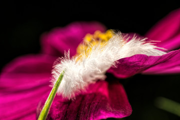 Cosmos flower in the garden , and feather