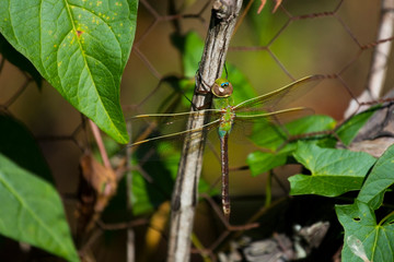 Green and Blue Darner Dragonfly Close UP