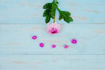 Pink gerbera flower petal on wooden background