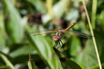 Wandering Glider Dragonfly Fall Migration 