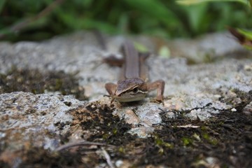 ニホンカナヘビ正面　横向き