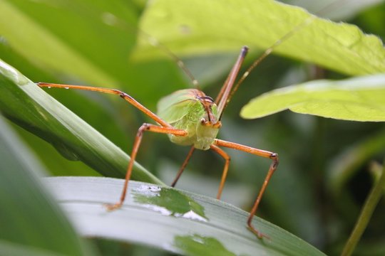 17 最適な クツワムシ 画像 ストック写真 ベクター Adobe Stock