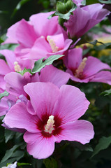 hibiscus beautiful pink flowers in the garden