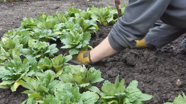 A Man Planting Greenery In A Garden.