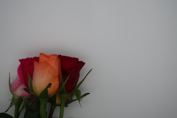 red rose on white background