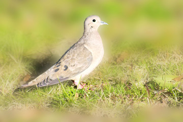Picui dove perched on the grass 