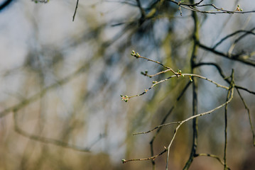 Spring shoot in forest close up. Bud with green leaf appearing from it.