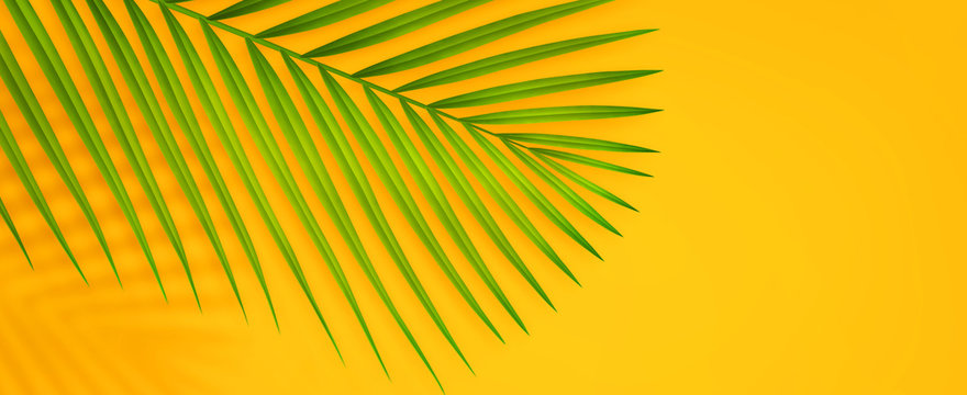 Colorful summer background with copy space. 3d illustration of tropical palm branch with shadow.
