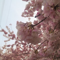 pastel pink cherry blossoms against the blue sky