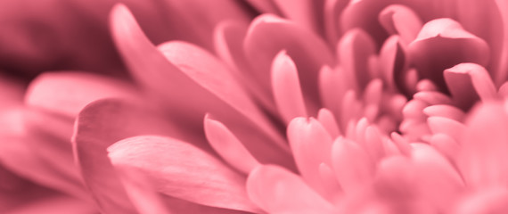 Abstract floral background, pink chrysanthemum flower. Macro flowers backdrop for holiday brand design