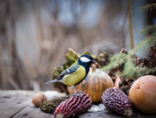 Adorable Great tit birds eating sunflower seeds from old wooden table in autumn garden. Fall background with yellow pumpkin maizes and little birds.