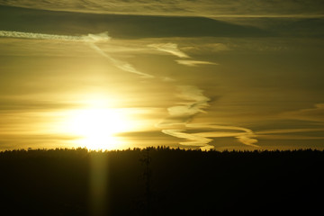 Fototapeta premium Sunset in pine forest as a nature background.