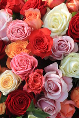 Colorful wedding roses
