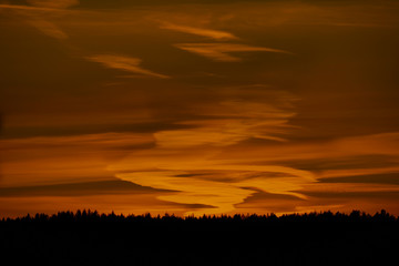 Sunset behind tree in the forest.
