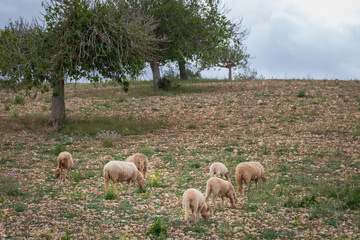 Sheep grazing on a barren meadow .