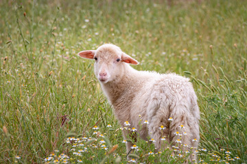 Lamb grazing on a meadow