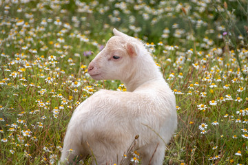 Lamb grazing on a meadow 