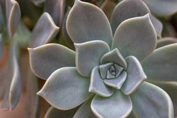 Close-up graptopetalum green succulent plant