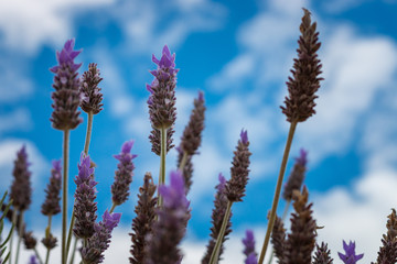 Close-up Lavender in a garden against the sky.