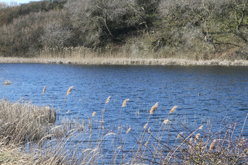 a blue lake with reeds in the foreground and bushes in the background