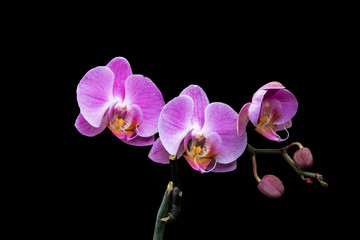 Fototapeta na wymiar Elegant pink orchid (Phalaenopsis orchid flower), isolated on a black background