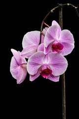Elegant pink orchid (Phalaenopsis orchid flower), isolated on a black background