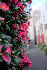 Tokyo flowers