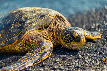 A large sea turtle basks in the sun on a black sand beach in Hawaii USA 
