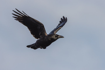 Crow on the hunt