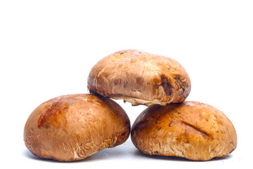 Portobello mushrooms isolated on white background