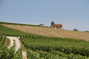 Fototapeta na wymiar new vineyard in plantation with the village church in the background