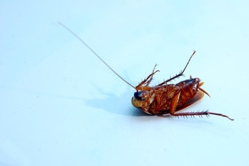 cockroach on the floor