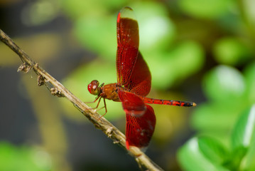 dragonfly on tree