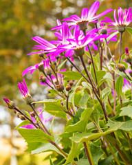 Purple flowers on a sunny day.