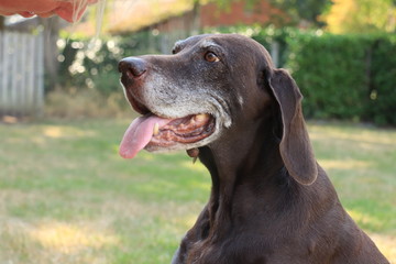 German Shorthaired Pointer senior