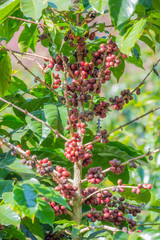 Close-up of coffee beans fruit on tree in plantations..