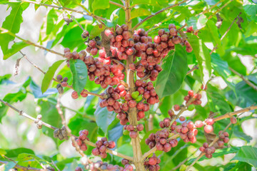 Close-up of coffee beans fruit on tree in plantations..